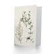 image 2 of Sarah Featon Art Card New Zealand Pomaderris Edgerleyi Plant