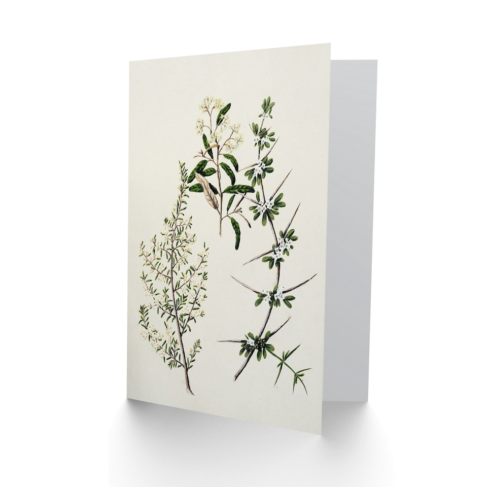 image 1 of Sarah Featon Art Card New Zealand Pomaderris Edgerleyi Plant