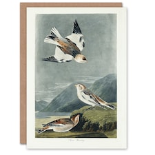John James Audubon Art Card Birds of America Snow Bunting