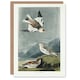 image 1 of John James Audubon Art Card Birds of America Snow Bunting