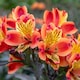 image 1 of Marshalls Garden Alstroemeria Indian Summer Orange & Yellow, Hardy | Multi | Orange and Yellow