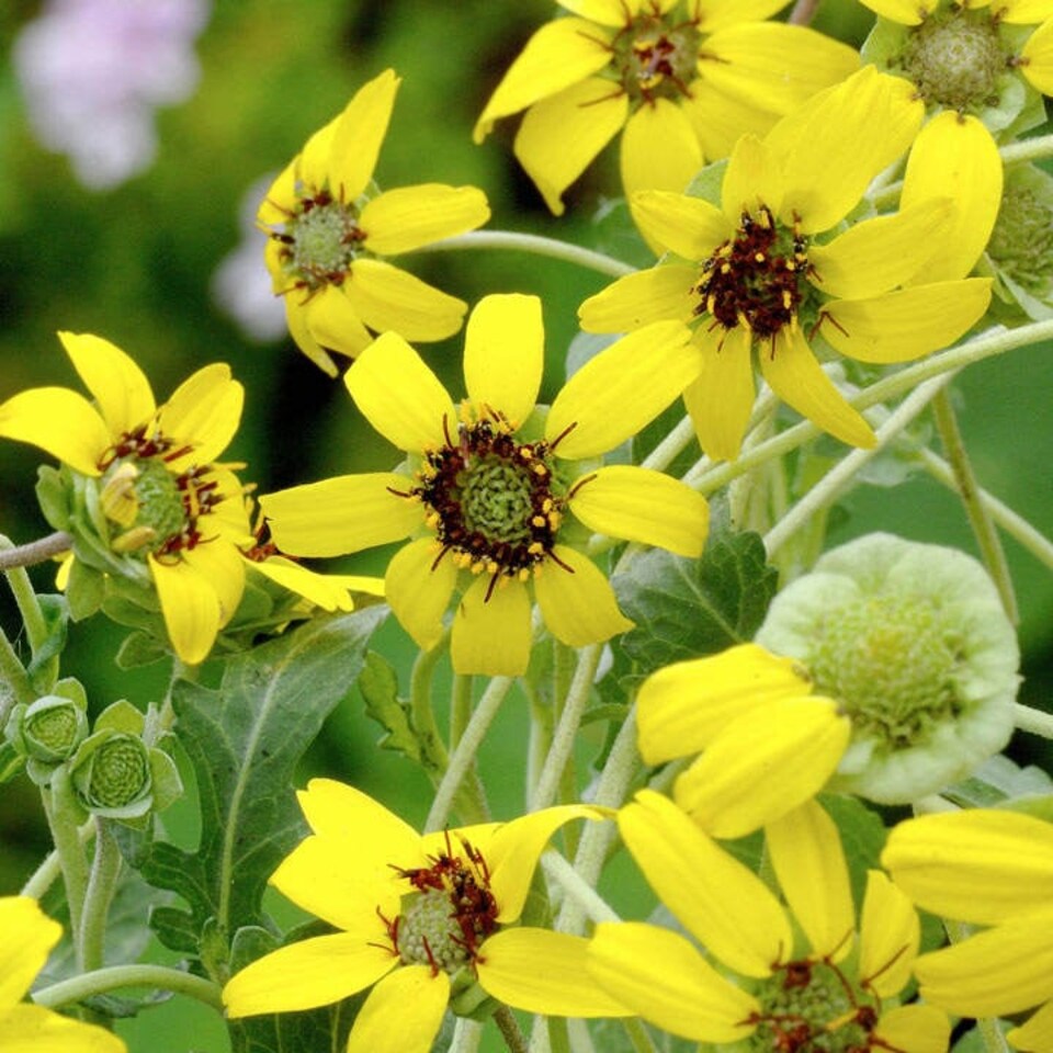 image 1 of Berlandiera Chocolate Daisy | Multi | Yellow with dark black centres | 15 x Seeds | 1