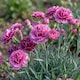image 8 of Set of 3 or 6 Large Plants Pink Purple Carnation Ready to Plant in Your Garden 10.5 cm