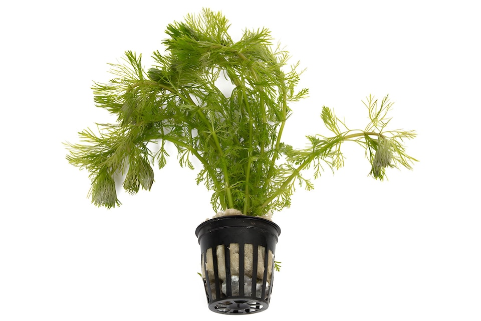 image 1 of Ambulia (Limnophila sessiliflora) - Live Aquarium Plant for Midground Planting, No CO2 Needed - Fish Tank Plant