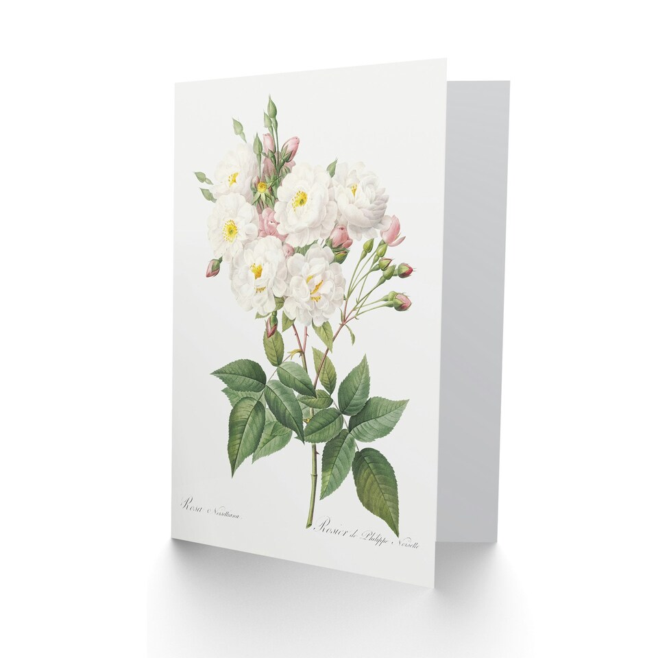 image 1 of Pierre-Joseph Redouté Art Card Noisette Rose Vintage Floral