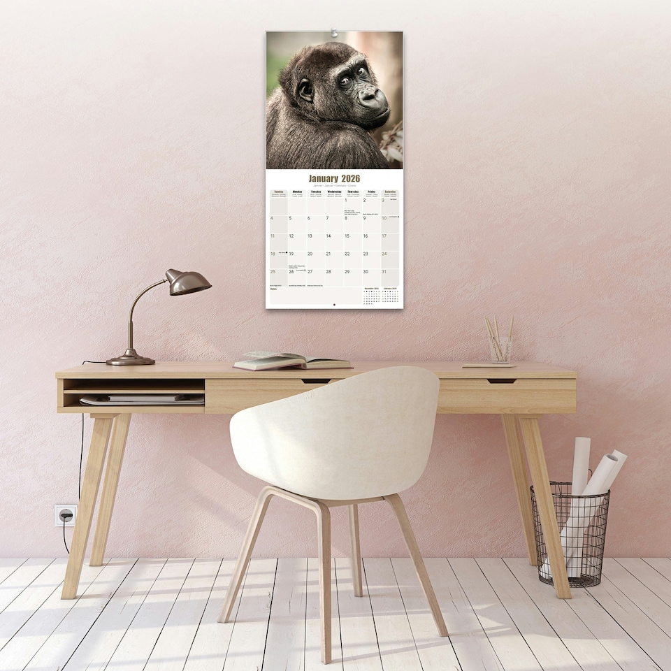image 1 of Apes 2026 Calendar | Square Wall Calendar | Animal Gift | Plastic Free Packaging | by Avonside Publishing
