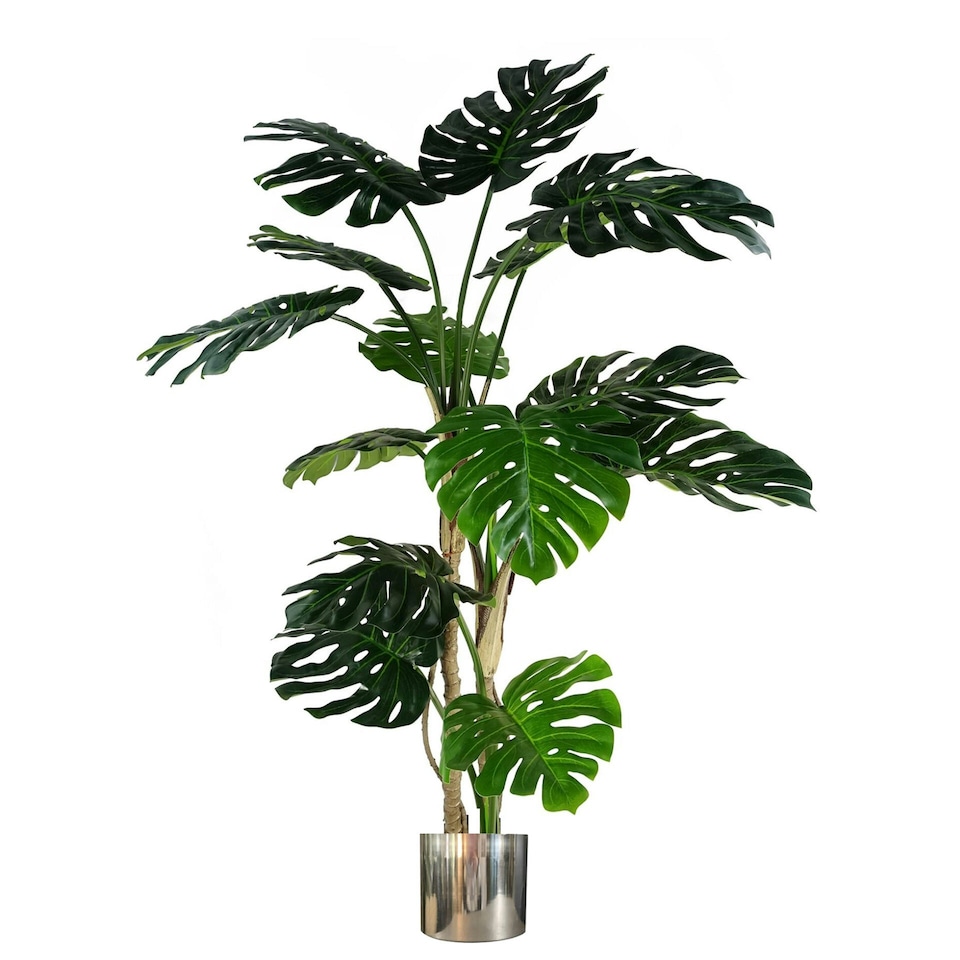 image 1 of 150cm (5ft) Luxury Monstera Plant Black Pot Silver Metal Planter