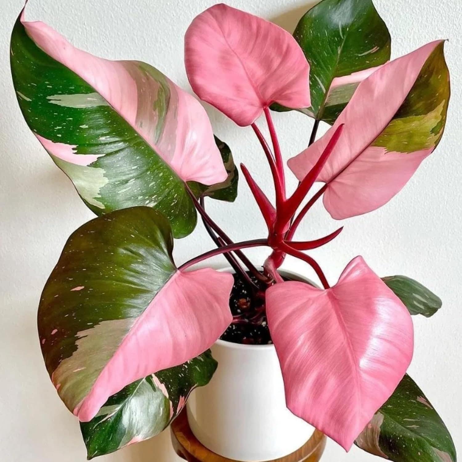 Carbeth Plants Philodendron Pink Princess in 12cm Pot - Easy Care
