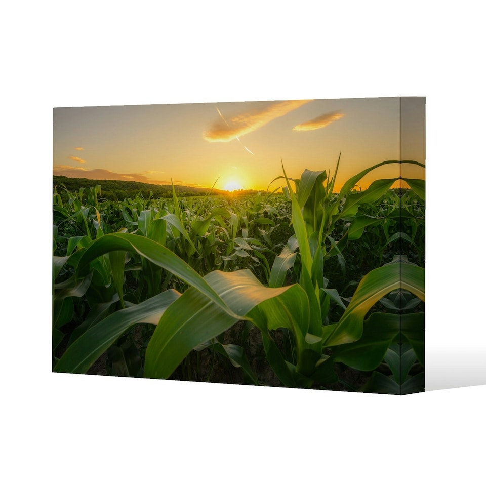image 1 of field at sunset (Canvas Print) (Canvas Print) 101 x 77 x 4cm