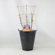 image 3 of Scent From Heaven Rose Award-Winning Fragrant Salmon-Orange Climbing Garden Rose 5.5L Pot