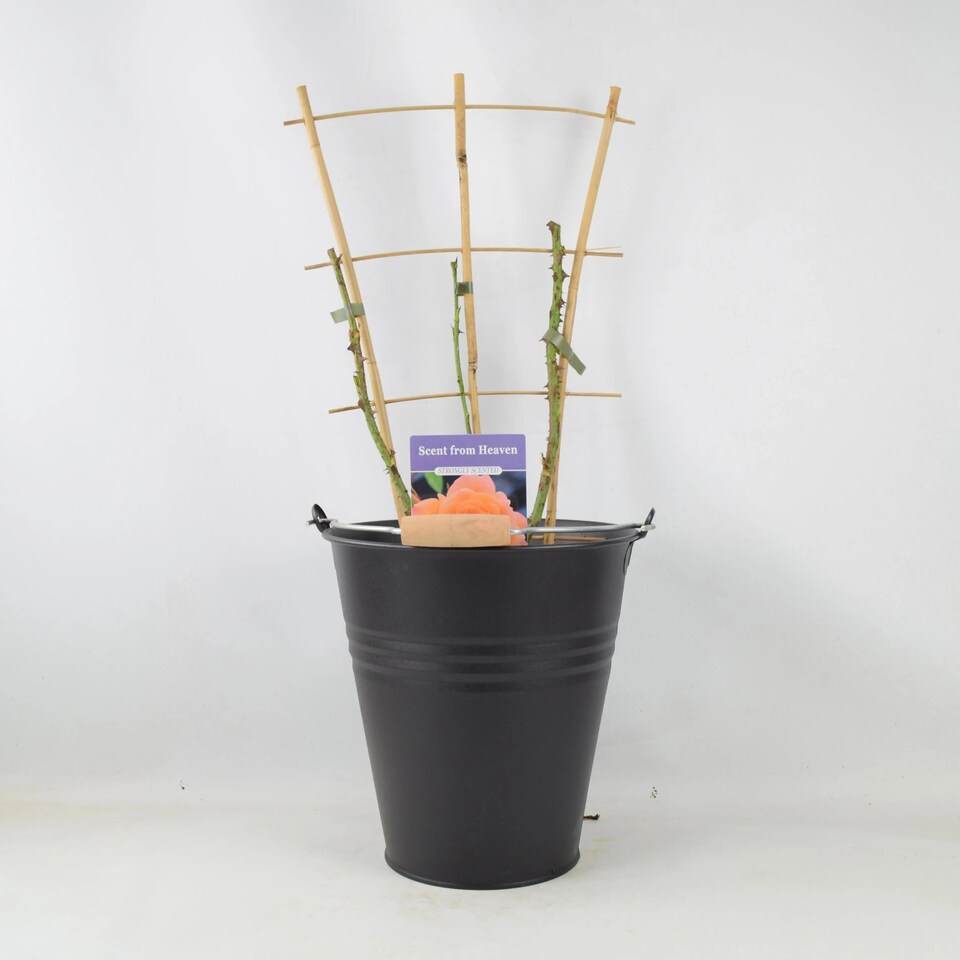 image 1 of Scent From Heaven Rose Award-Winning Fragrant Salmon-Orange Climbing Garden Rose 5.5L Pot