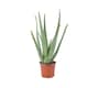 image 1 of Aloe Vera Plant  12cm Pot | Medicinal & Easy Care Indoor Houseplant