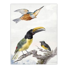 Kingfisher Toucan Bird and a Sparrow Schouman Huge Wall Art Print 18X24 In