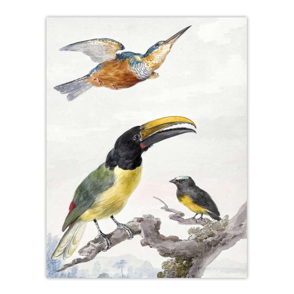 image 1 of Kingfisher Toucan Bird and a Sparrow Schouman Huge Wall Art Print 18X24 In