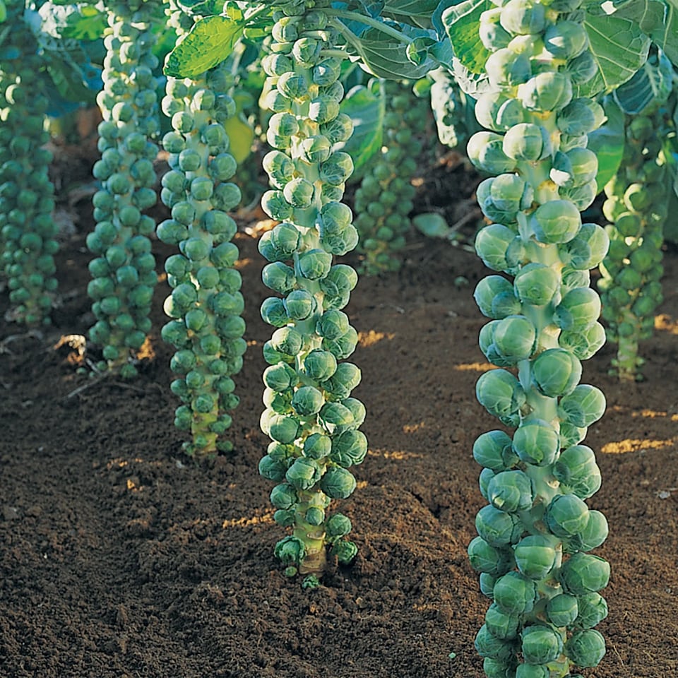 image 1 of Brussels Sprout Igor F1 (Organic) | Multi | Green