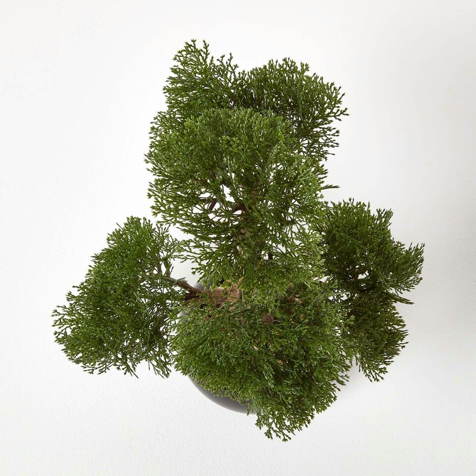 image 1 of Homescapes Artificial Bonsai Tree in Black Ceramic Pot