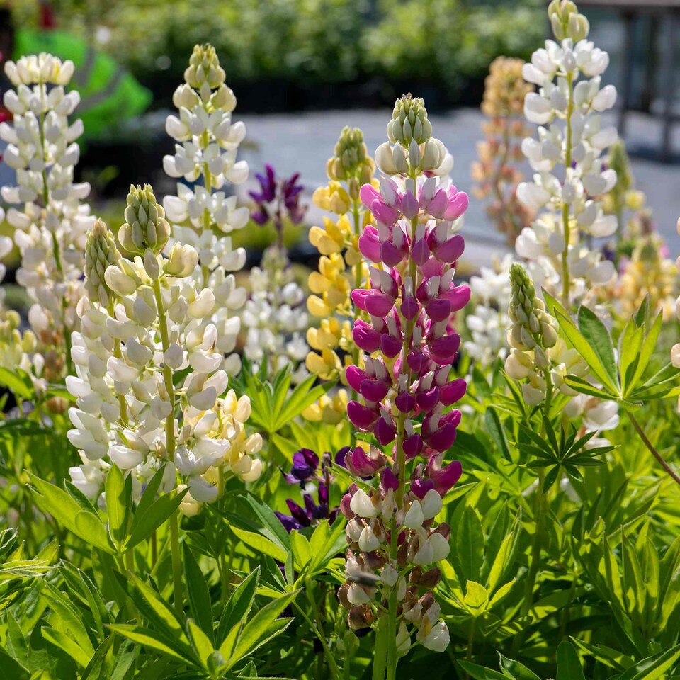 image 1 of Marshalls Garden Lupin 'Legendary Mix' Plug Plants | Multi | Legendary Mix | Plug Plants | 1