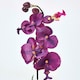 image 7 of Homescapes Set of 2 Cerise Pink & White Artificial Orchids in Pots, 40 cm