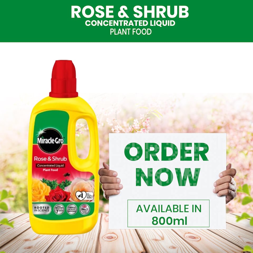image 1 of Miracle-Gro Rose and Shrub Liquid Plant Food 800ml Fast Acting Feed for Strong Growth Flowering Green Leaves 2 Week Boost