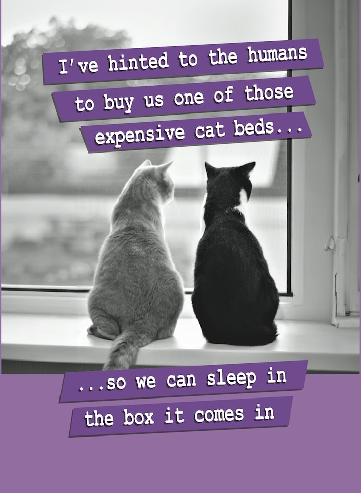 image 1 of Buy Us One Of Those Expensive Cat Beds... - Funny Animal Greetings Card