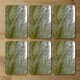 image 2 of autumn pampas grass close up (Coaster)