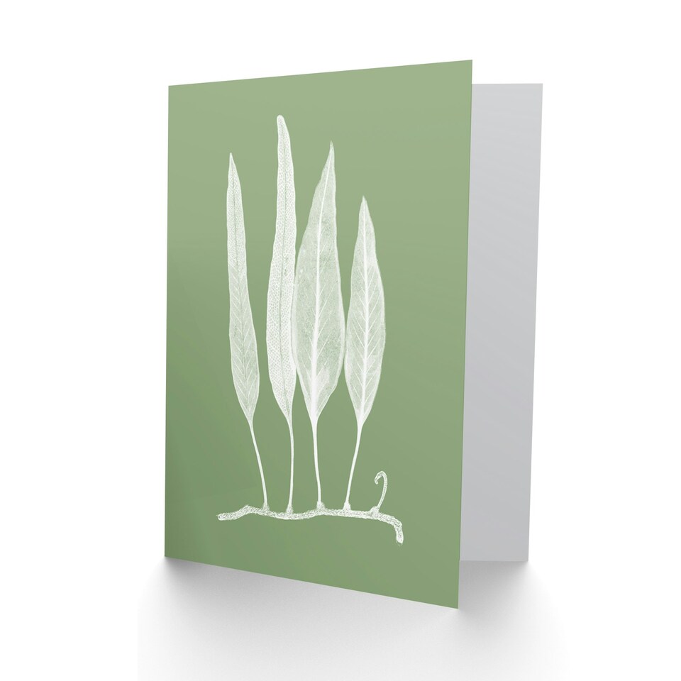 image 1 of White Green Exotic Plant Art Blank Just to Say Card
