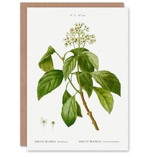 Pierre-Joseph Redouté Art Card Climbing Hydrangea Flowers