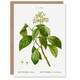 image 1 of Pierre-Joseph Redouté Art Card Climbing Hydrangea Flowers