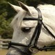 image 2 of Rhinegold Bridle Black | Size: Cob
Colour: Black