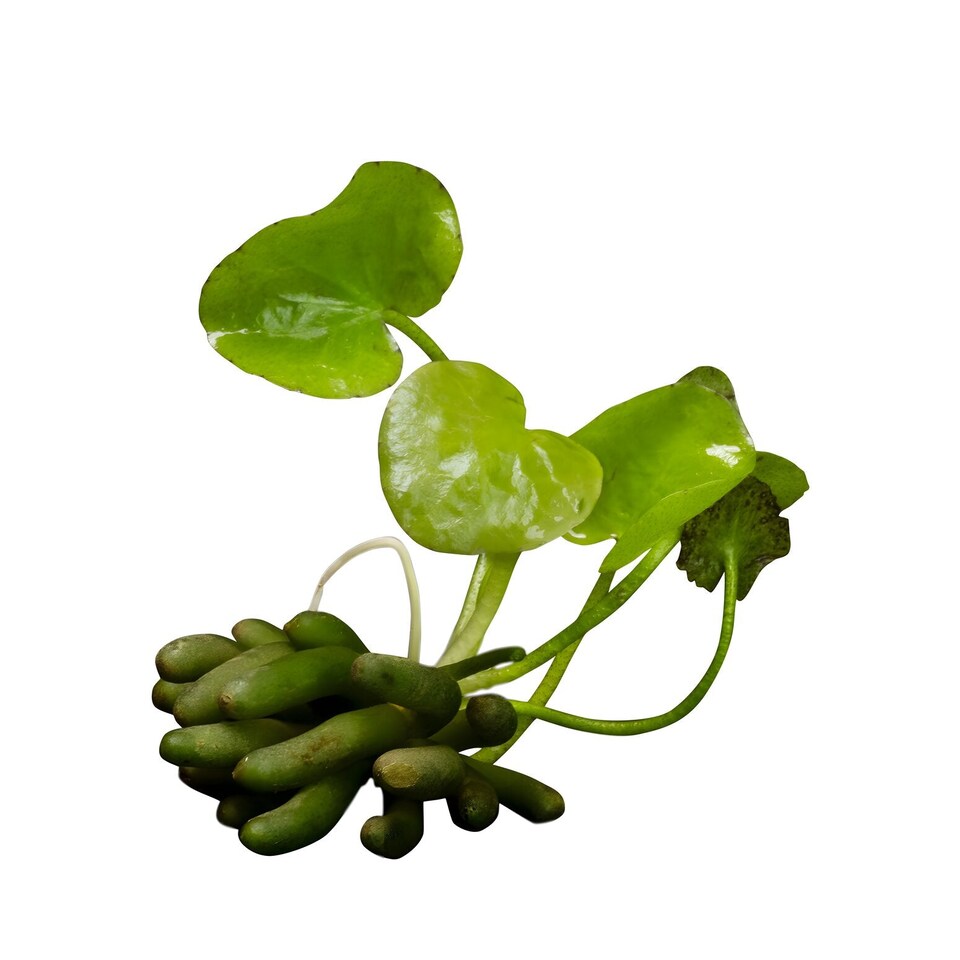 image 1 of Banana Plant (Nymphoides aquatica) - Live Aquarium Plant for Midground Planting, No CO2 Needed - Fish Tank Plant