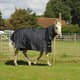 image 3 of Rhinegold Elite Full Neck Montpelier Rug Black | Colour: Black/White Check
Size: 5ft 9