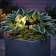 image 5 of Auraglow Solar Powered LED Garden Spike Lights - Pack of 3