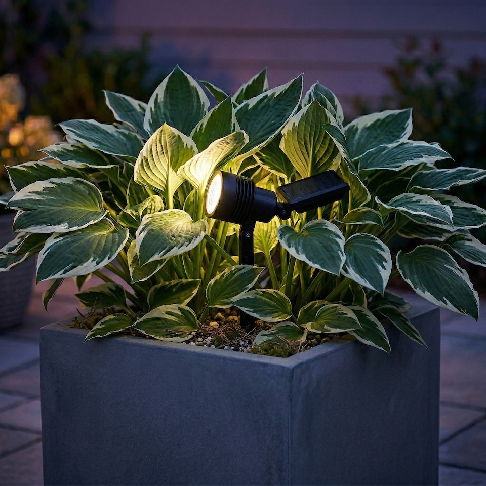 image 1 of Auraglow Solar Powered LED Garden Spike Lights - Pack of 3