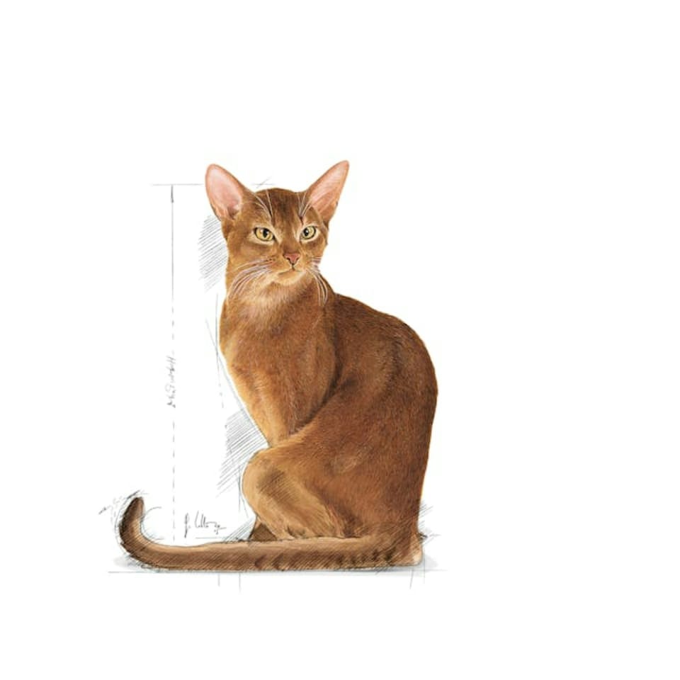 image 1 of Royal Canin Cat Savour Exigent 4KG