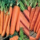 image 2 of Carrot All Season Collection Pack | Multi | Orange | Seeds | 1