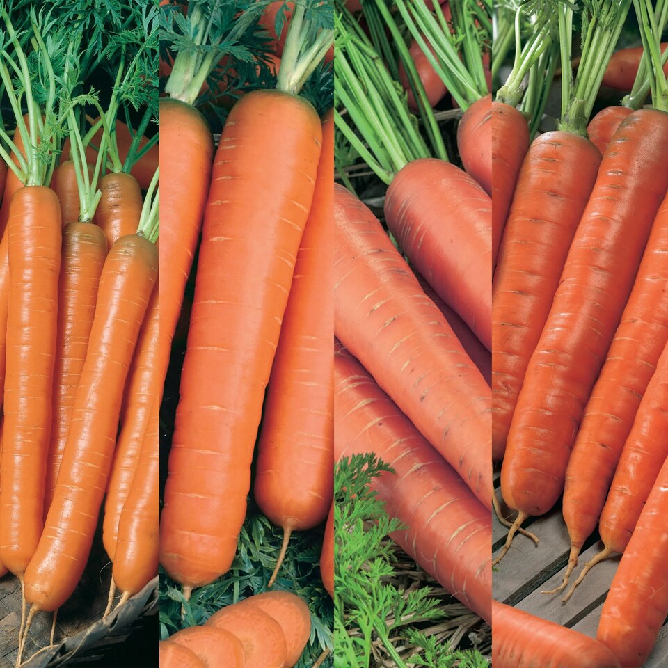 image 1 of Carrot All Season Collection Pack | Multi | Orange | Seeds | 1