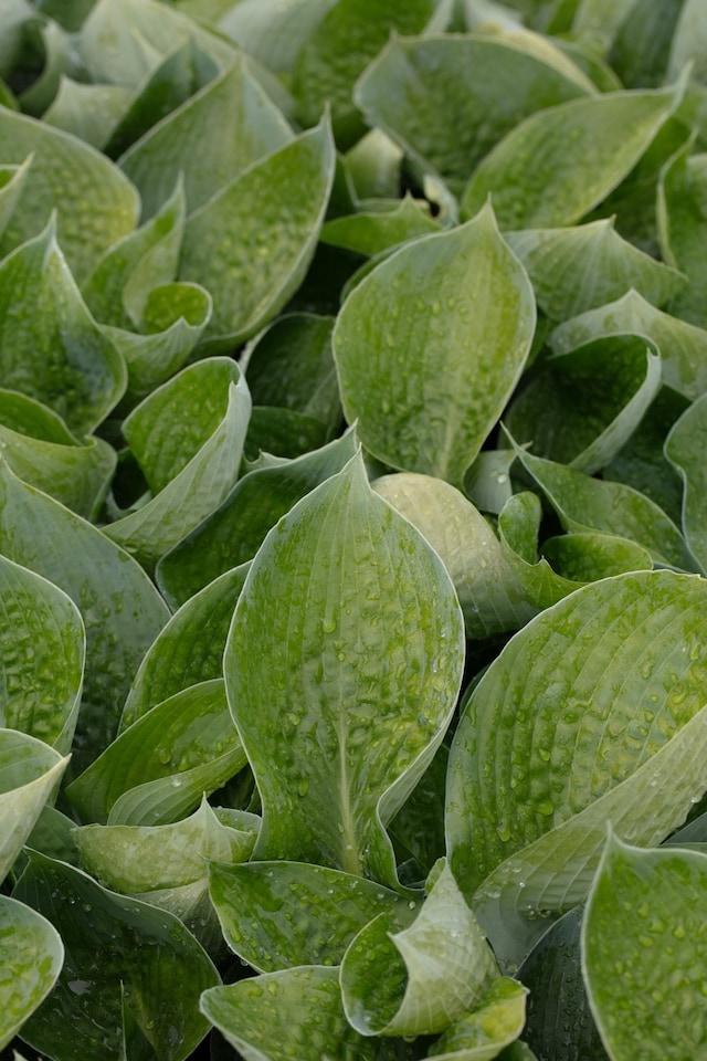 image 1 of Hosta abiqua 'Drinking Gourd' - Marginal Aquatic Pond Plant
