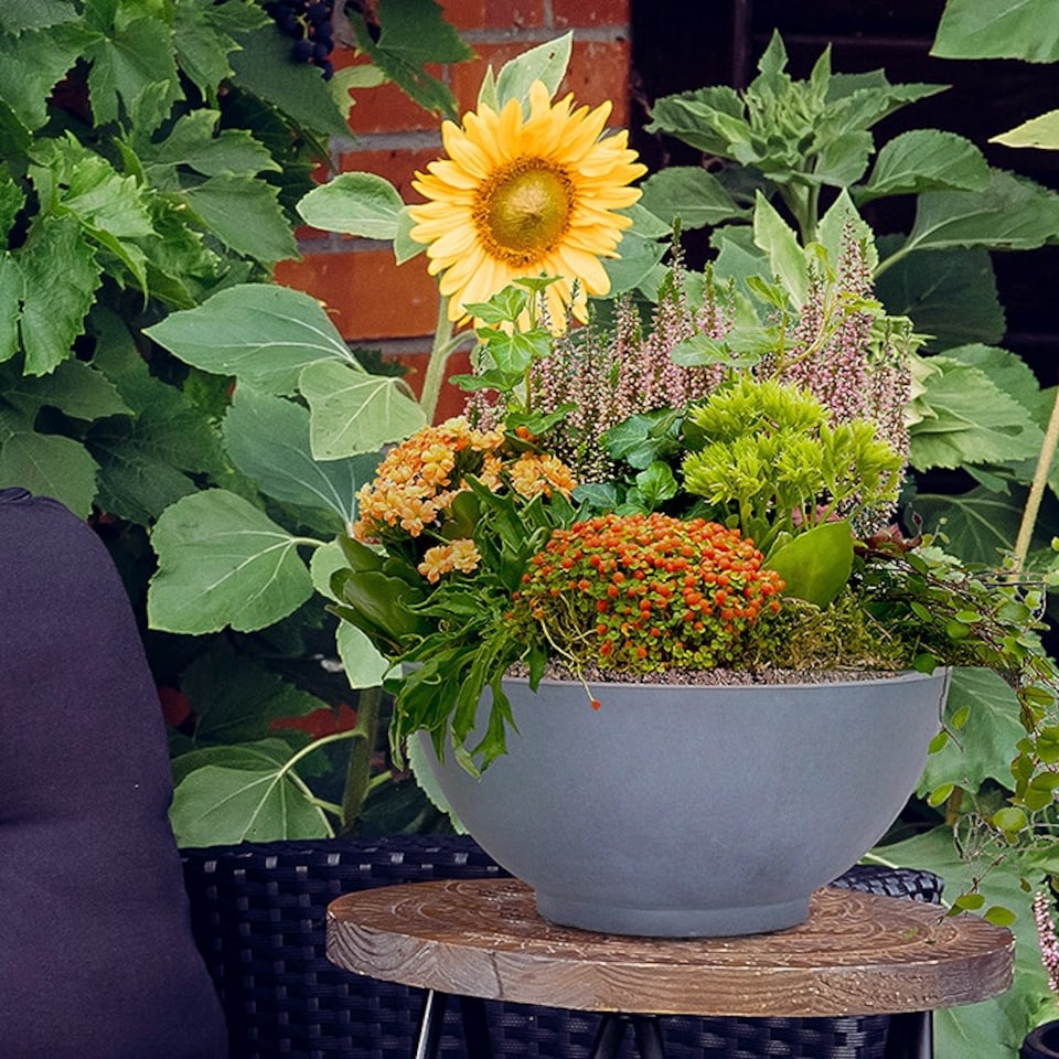image 1 of Dark Grey Dish Style Smooth Bowl Outdoor Garden Planter D35.5 H16 cm, 15.8 ltrs Cap.