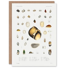 Augustus A Gould Art Card Sea Snail Shell Varieties Set