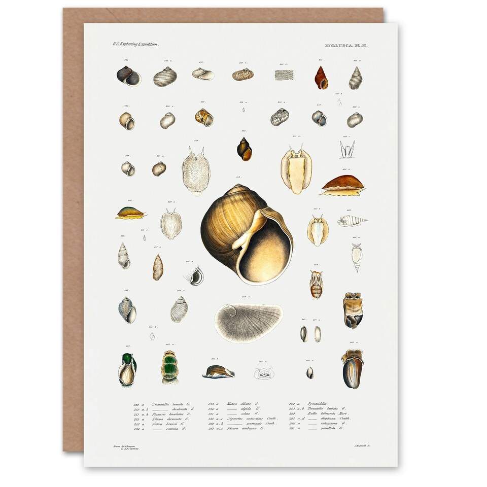 image 1 of Augustus A Gould Art Card Sea Snail Shell Varieties Set
