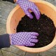 image 5 of Miracle-Gro® All Purpose Continuous Release Plant Food