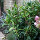image 3 of Marshalls Garden Sarcococca hookeriana 'Winter Gem' - 5 litre