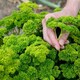image 2 of Carbeth Plants 3 x Parsley Moss Curled Herb Plants in 9cm Pots - Edible Plants for Cooking