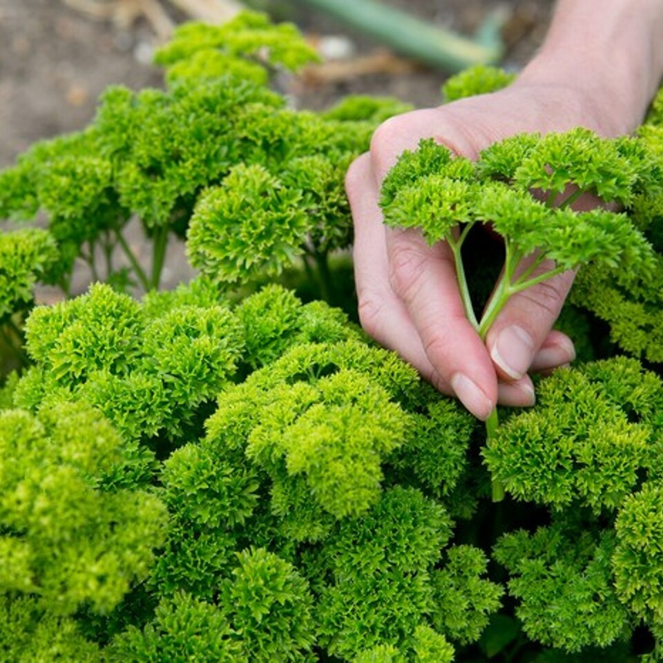 image 1 of Carbeth Plants 3 x Parsley Moss Curled Herb Plants in 9cm Pots - Edible Plants for Cooking