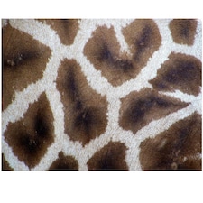 Giraffe - Impuzzible No. 32 - 1000 Piece Jigsaw Puzzle
