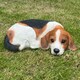 image 3 of Animal Crackers Laying Beagle Figurine Home Or Garden Decoration