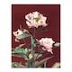 image 1 of Pink Herbaceous Peony Flower Japan Wall Art Print Ogawa Kazumasa 24x32"