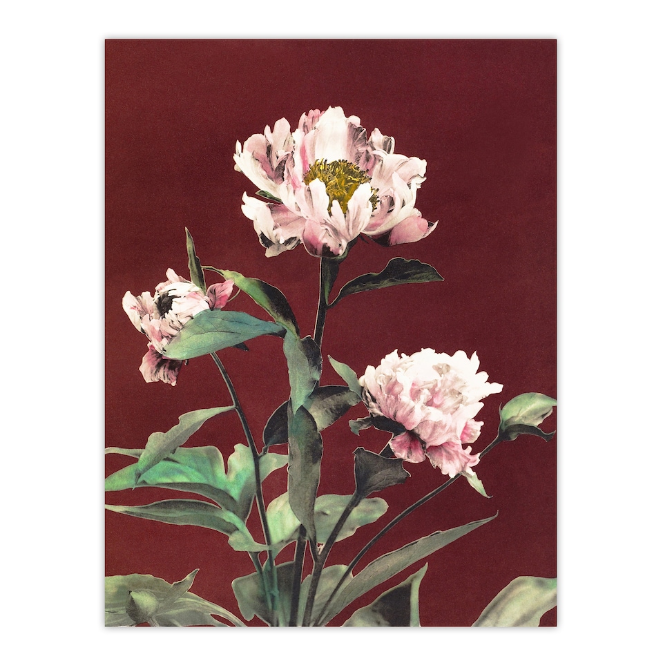 image 1 of Pink Herbaceous Peony Flower Japan Wall Art Print Ogawa Kazumasa 24x32"