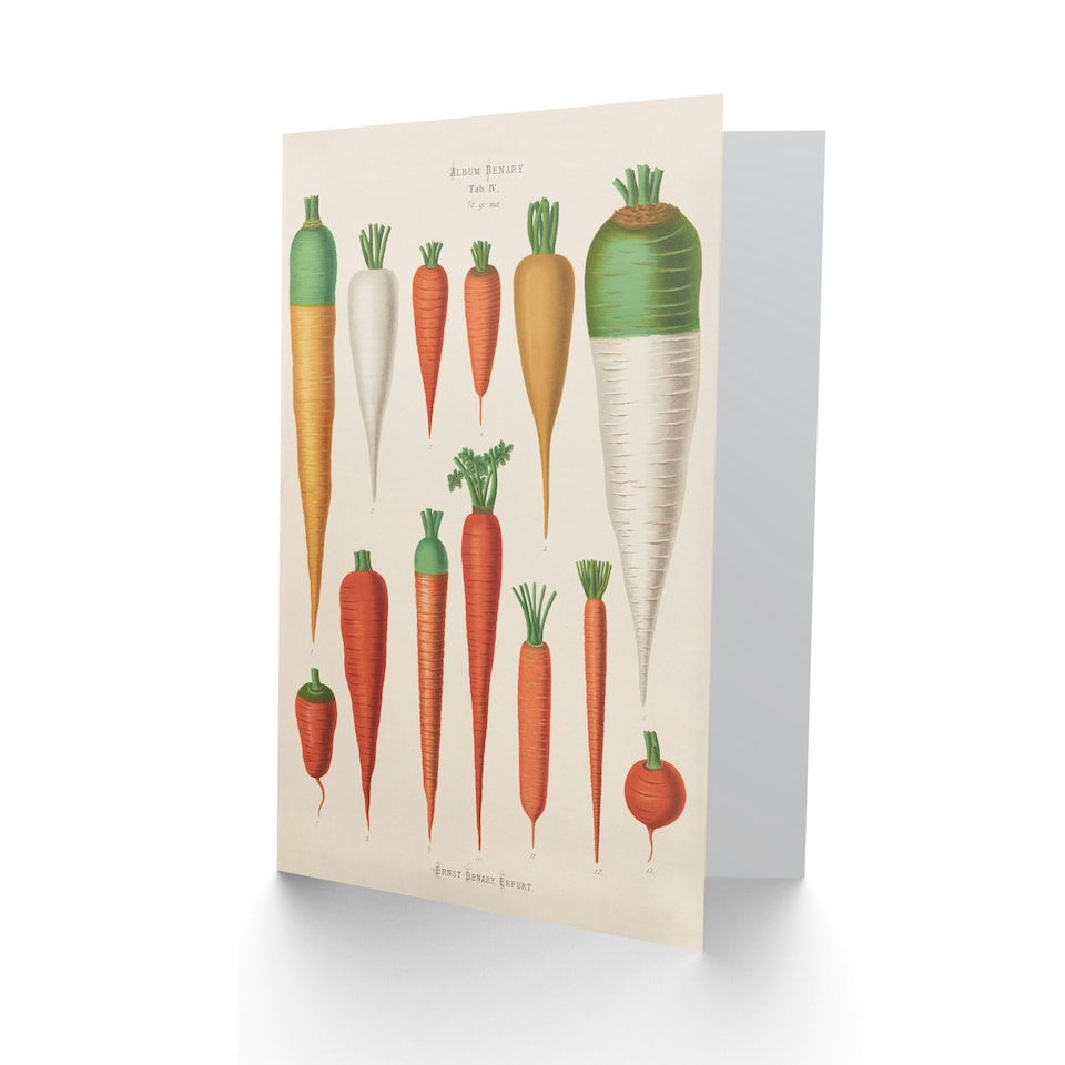 image 1 of Ernst Benary Art Card Carrot Varieties Vintage Illustration