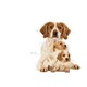 image 8 of Royal Canin Dog Medium Starter Mother & Babydog 4KG
